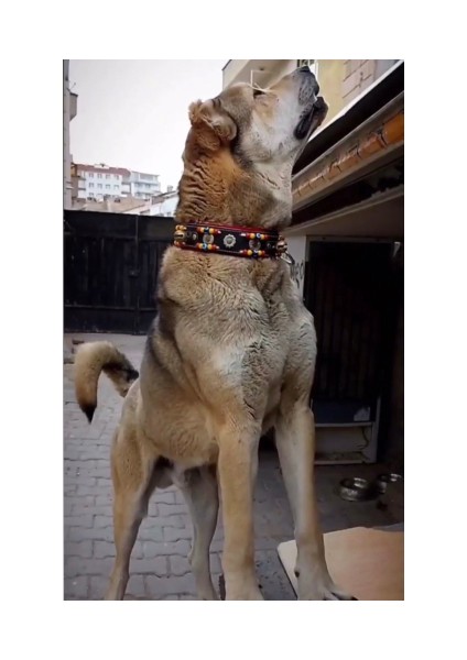 Sürmeli Tasma 2 Zilli Kangal Köpek Tasması Hakiki Deri Siyah