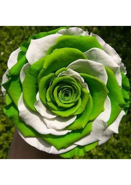 50 Adet Karışık Renk Japon Gülü Çiçeği Tohumu + 10 Adet Hediye K.renk Lale Çiçek Tohumu