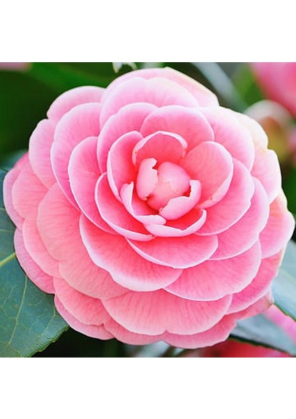 50 Adet Karışık Renk Japon Gülü Çiçeği Tohumu + 10 Adet Hediye K.renk Lale Çiçek Tohumu