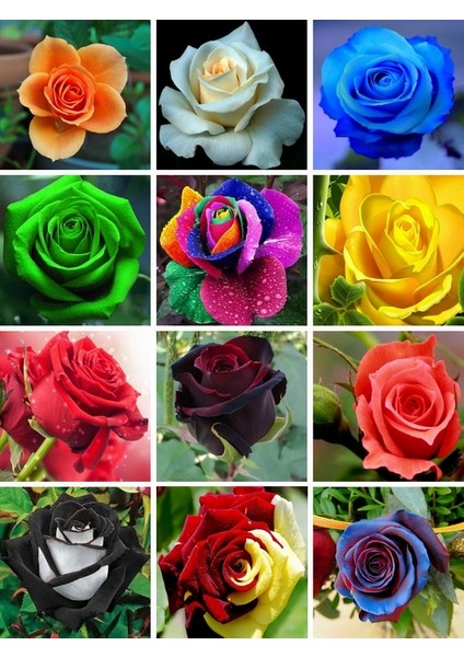 50 Adet Karışık Renk Japon Gülü Çiçeği Tohumu + 10 Adet Hediye K.renk Lale Çiçek Tohumu modelleri