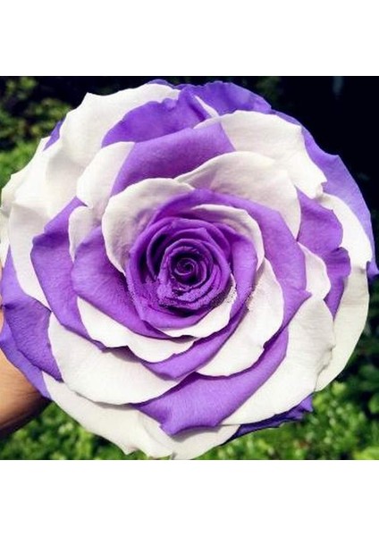 25 Adet Karışık Renk Japon Gülü Çiçeği Tohumu + 10 Adet Hediye K.renk Lale Çiçek Tohumu