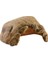 Tortoise Cave Sürüngen Mağarası 1