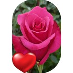 Ada Tarım 2'li Gül Fidanı Pembe Açık Kök Kokulu Yediveren 50 - 75 cm