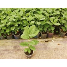 Grow Botanik 5'li Aronya Yetiştirme Seti