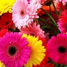 Day 100 Adet Karışık Renk Garbera Çiçeği Tohumu + 10 Adet Hediye K.renk Lale Çiçek Tohumu