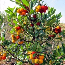 Mimoza Çiçek Dağ Çileği (Kocayemiş-Arbutus)