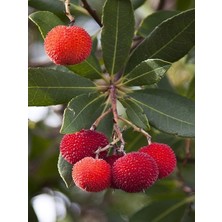 Mimoza Çiçek Dağ Çileği (Kocayemiş-Arbutus)