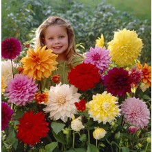 Day 100 Adet Karışık Renk Yıldız Çiçeği Tohumu + 10 Adet Hediye K.renk Gül Çiçek Tohumu