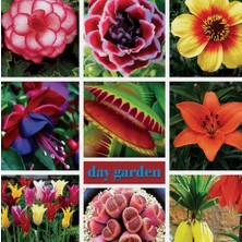 Day 50 Adet Karışık Renk Dahlia Çiçeği Tohumu + 10 Adet Hediye K.renk Lale Çiçek Tohumu