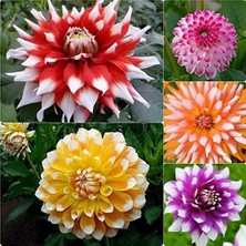 Day 10 Adet Karışık Renk Yıldız Çiçeği Tohumu + 10 Adet Hediye K.renk Lale Çiçek Tohumu