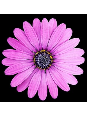 Day 25 Adet Lila Renk Garbera Çiçeği Tohumu + 10 Adet Hediye K.renk Lale Çiçek Tohumu