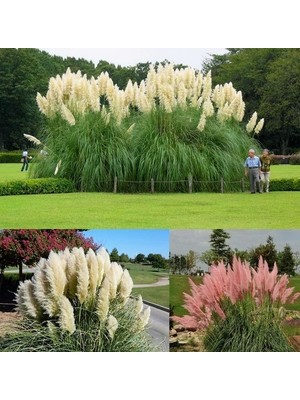 Day 10 Adet Karışık Renk Pampas Çiçeği Tohumu + 10 Adet Hediye K.renk Gül Çiçek Tohumu