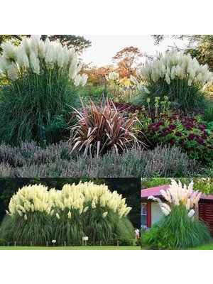 Day 10 Adet Karışık Renk Pampas Çiçeği Tohumu + 10 Adet Hediye K.renk Gül Çiçek Tohumu