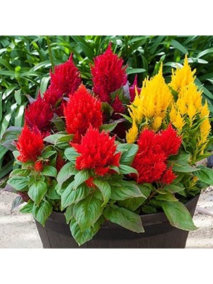 Day 25 Adet Karışık Renk Pampas Çiçeği Tohumu + 10 Adet Hediye K.renk Gül Çiçek Tohumu