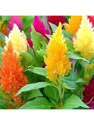 Day 25 Adet Karışık Renk Pampas Çiçeği Tohumu + 10 Adet Hediye K.renk Gül Çiçek Tohumu