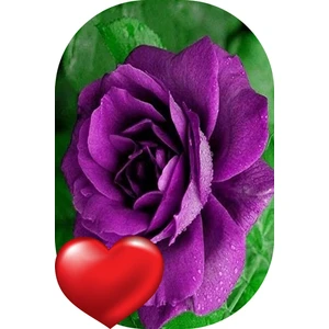 Fide Marketim 3'lü Gül Fidanı Mor Açık Kök Kokulu Yediveren 50 - 75 cm