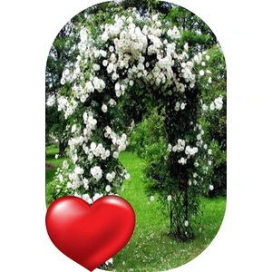 Fide Marketim 3'lü Gül Fidanı Sarmaşık Kar Beyazı Açık Kök Kokulu Yediveren 50 - 75 cm