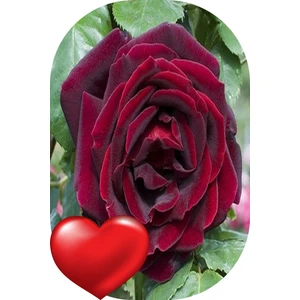 Fide Marketim 3'lü Gül Fidanı Kadife Kırmızı Açık Kök Kokulu Yediveren 50 - 75 cm