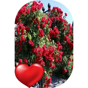 Fide Marketim 3'lü Gül Fidanı Sarmaşık Bayrak Kırmızı Açık Kök Kokulu Yediveren 50 - 75 cm