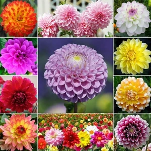 50 Adet Karışık Renk Dahlia Çiçeği Tohumu + 10 Adet Hediye K.renk Lale Çiçek Tohumu