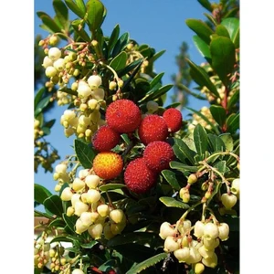 Mimoza Çiçek Dağ Çileği (Kocayemiş-Arbutus)