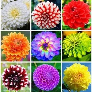 50 Adet Karışık Renk Dahlia Çiçeği Tohumu + 10 Adet Hediye K.renk Lale Çiçek Tohumu