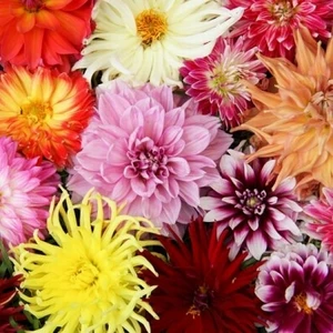 25 Adet Karışık Renk Dahlia Çiçeği Tohumu + 10 Adet Hediye K.renk Lale Çiçek Tohumu