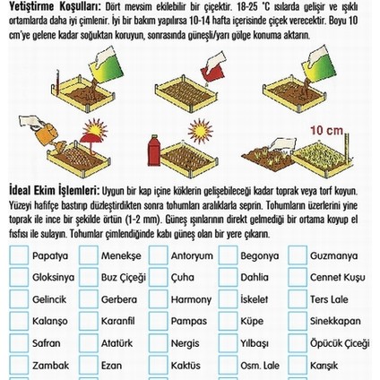 25'li Karışık Renk Antoryum Çiçeği Tohumu + 10'lu Kırmızı Lale Çiçek Tohumu modelleri