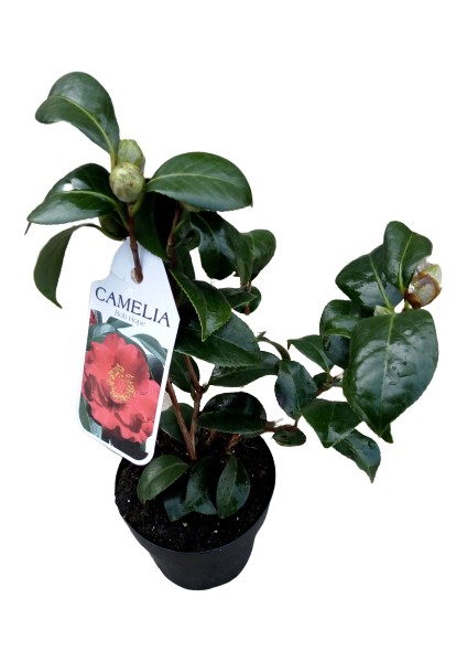 Armenbotanik Ithal Camelia Kamelya Çiçeği