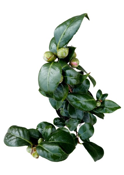 Armenbotanik Ithal Camelia Kamelya Çiçeği fiyatları