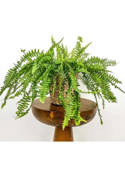 Aşk Merdiveni Nephrolepis Lanesse Beyaz Hasır Saksılı
