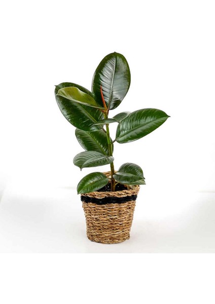Kauçuk - Ficus Elastica Robusta -Lanesse Siyah Hasır Saksılı- 40-60CM