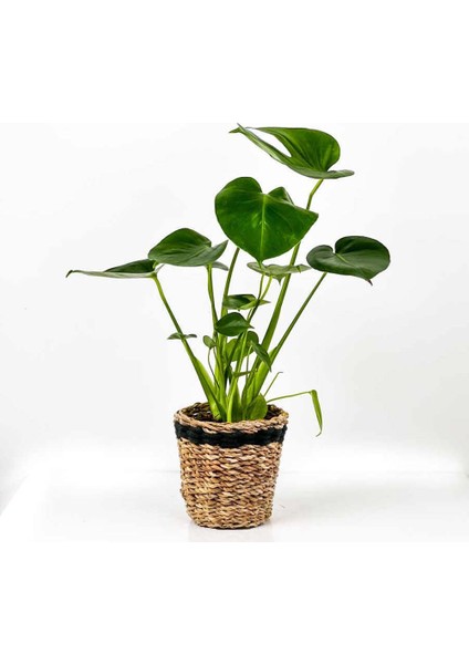 Deve Tabanı Bitkisi- Monstera Deliciosa Lanesse Siyah Hasır Saksılı 30-40 cm