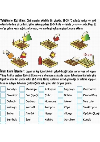 10'lu Turkuaz Renk Garbera Çiçeği Tohumu + 10'lu Kırmızı Renk Lale Çiçek Tohumu