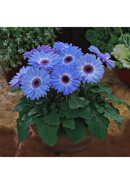 10'lu Mavi Renk Garbera Çiçeği Tohumu + 10'lu Kırmızı Renk Lale Çiçek Tohumu