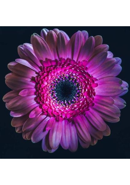 50 Adet Mor Renk Garbera Çiçeği Tohumu + 10 Adet Hediye K.renk Lale Çiçek Tohumu