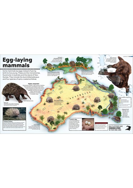 What's Where On Earth? Animal Atlas: The World's Wildlife As You've Never Seen It Before fırsatları