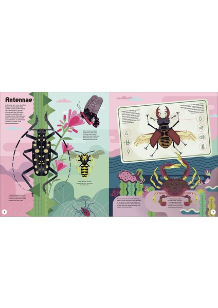 Evolved fırsatları