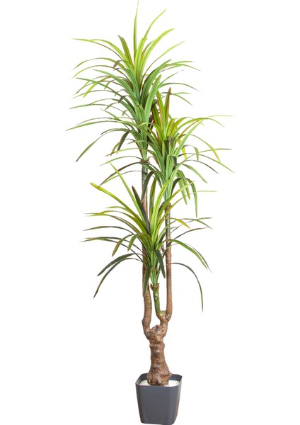 Yapay Dracena Ağacı Gerçek Dokulu 3 Dallı Yeşil 200 Cm.