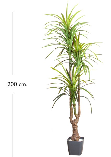 Yapay Dracena Ağacı Gerçek Dokulu 3 Dallı Yeşil 200 Cm. fırsatları