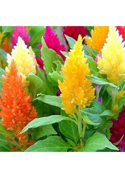 90 Adet Karışık Renk Pampas Çiçeği Tohumu + 10 Adet Hediye K.renk Gül Çiçek Tohumu