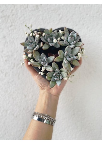 Kaktüs Kalp Aranjman