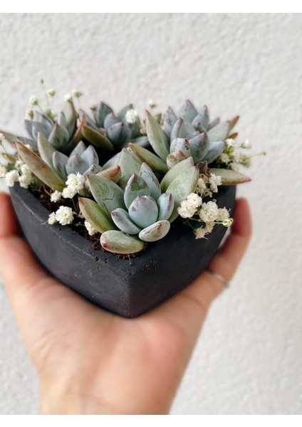 Kaktüs Kalp Aranjman fiyatları