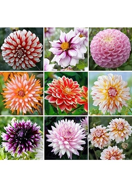 25 Adet Karışık Renk Dahlia Çiçeği Tohumu + 10 Adet Hediye K.renk Gül Çiçek Tohumu