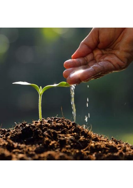 50 Adet Karışık Renk Dahlia Çiçeği Tohumu + 10 Adet Hediye K.renk Gül Çiçek Tohumu