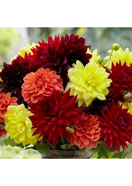 50 Adet Karışık Renk Dahlia Çiçeği Tohumu + 10 Adet Hediye K.renk Gül Çiçek Tohumu