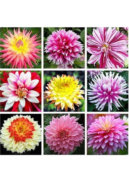 100 Adet Karışık Renk Dahlia Çiçeği Tohumu + 10 Adet Hediye K.renk Gül Çiçek Tohumu