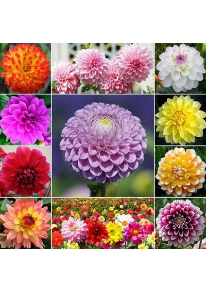 10 Adet Karışık Renk Dahlia Çiçeği Tohumu + 10 Adet Hediye K.renk Gül Çiçek Tohumu