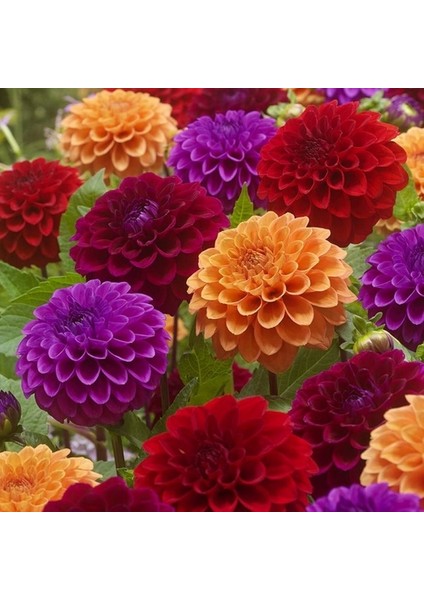 25 Adet Karışık Renk Dahlia Çiçeği Tohumu + 10 Adet Hediye K.renk Gül Çiçek Tohumu