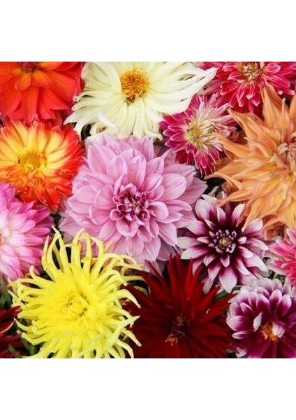 10 Adet Karışık Renk Dahlia Çiçeği Tohumu + 10 Adet Hediye K.renk Gül Çiçek Tohumu